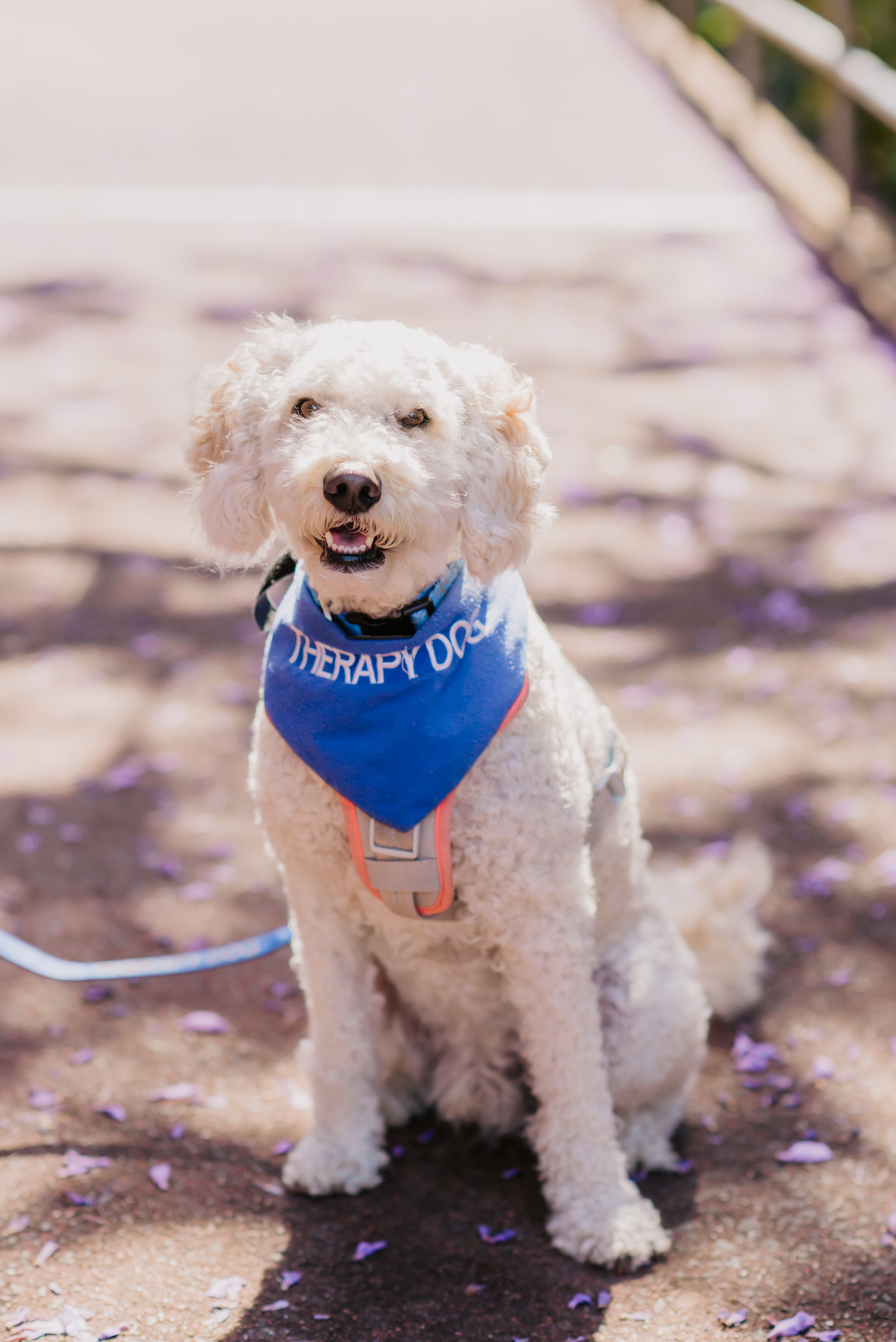 Therapy dog sitting on a shaded pathway outdoors.